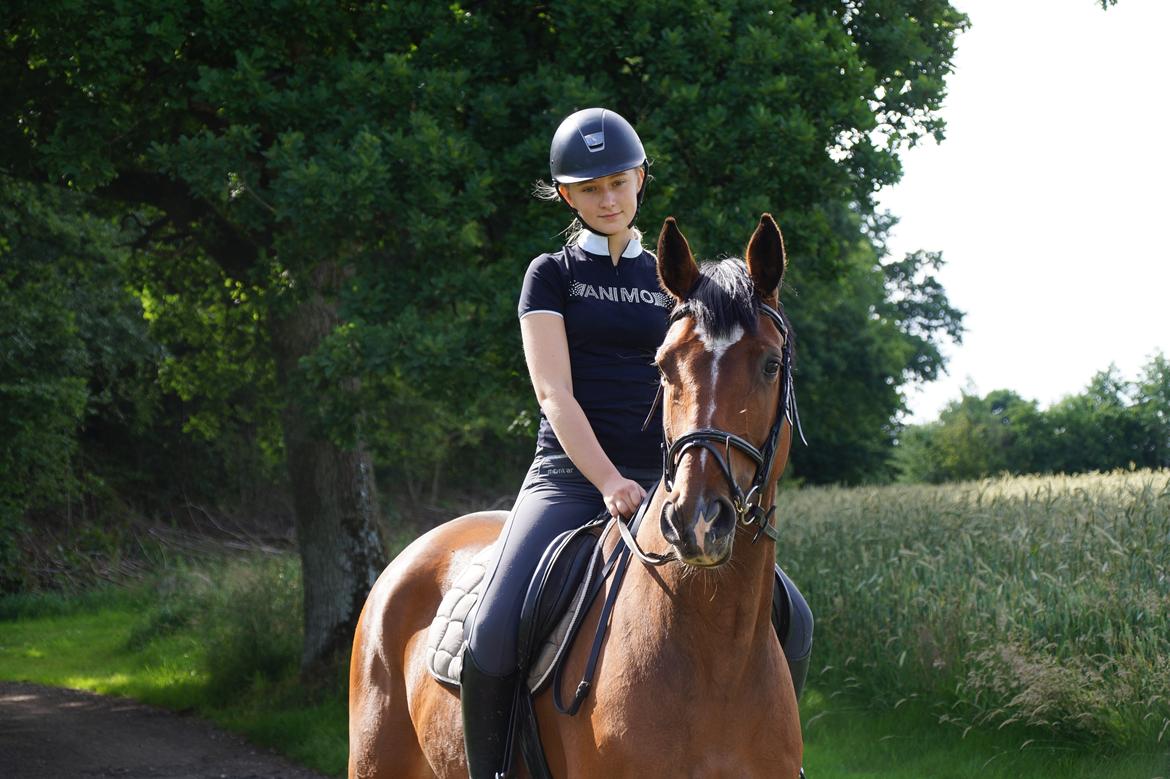 Dansk Varmblod Hot casey p billede 10