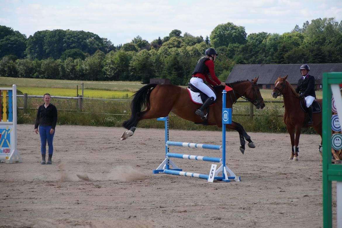 Dansk Varmblod Hot casey p billede 11