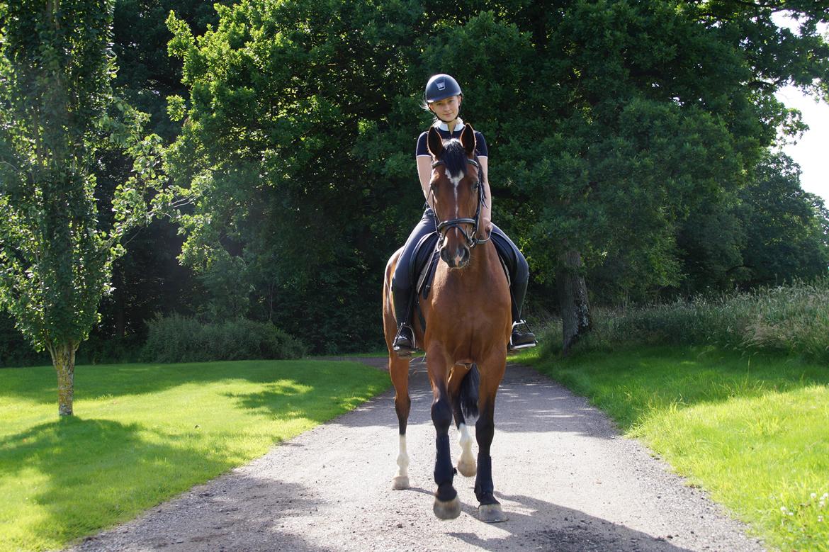 Dansk Varmblod Hot casey p billede 12