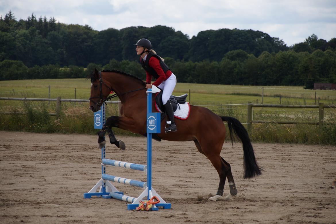 Dansk Varmblod Hot casey p billede 13