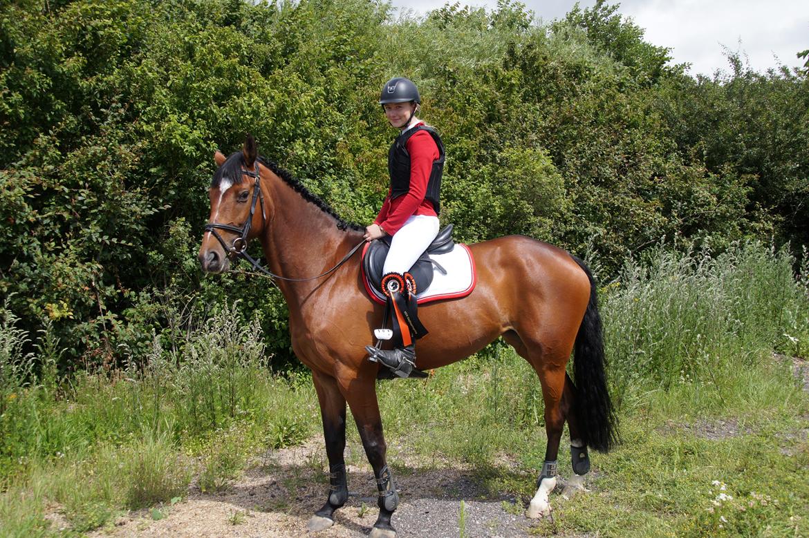 Dansk Varmblod Hot casey p billede 1