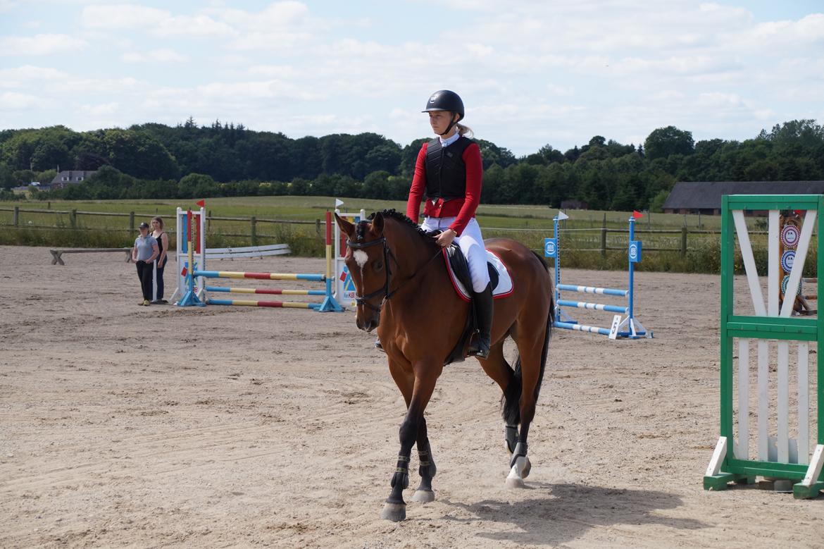 Dansk Varmblod Hot casey p billede 14