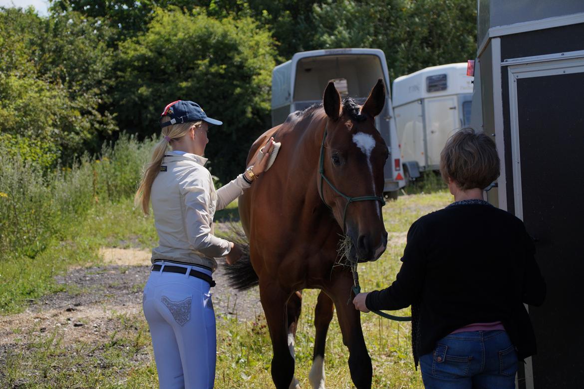 Dansk Varmblod Hot casey p billede 15