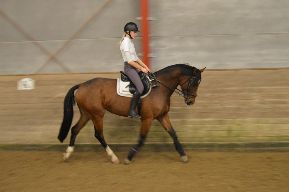 Dansk Varmblod Hot casey p billede 16