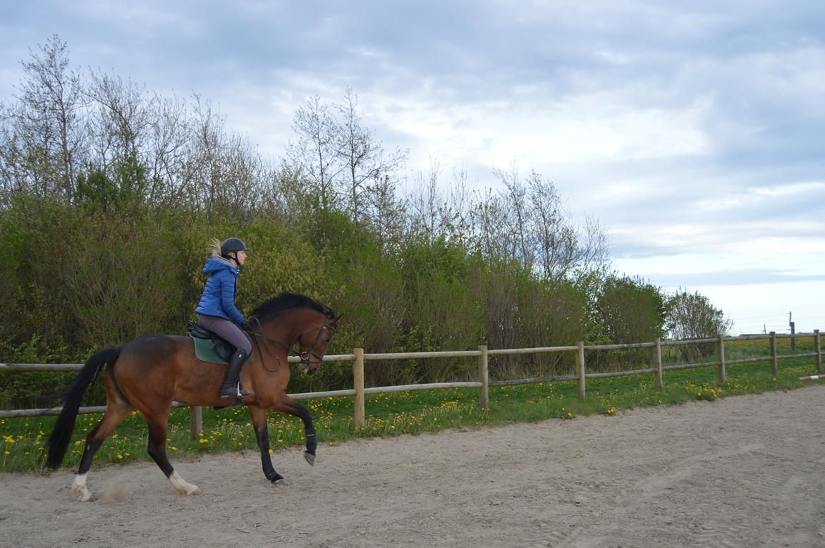 Dansk Varmblod Hot casey p billede 18