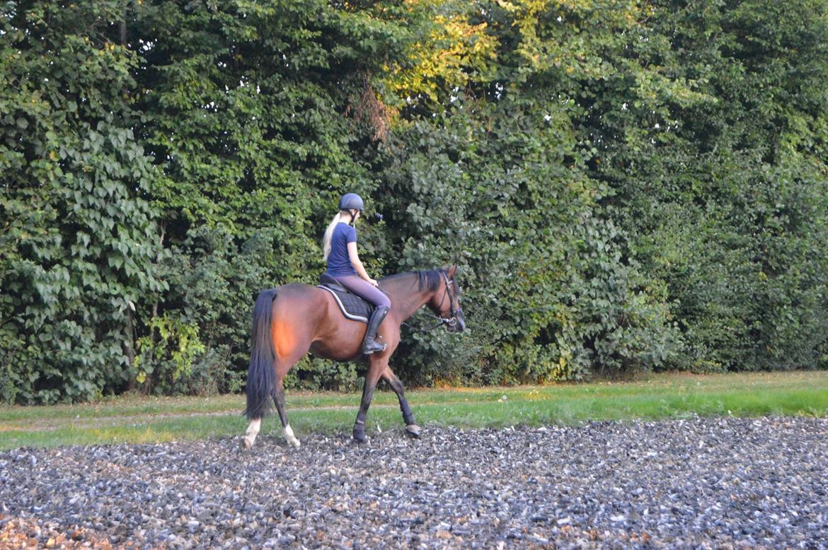 Dansk Varmblod Hot casey p billede 17