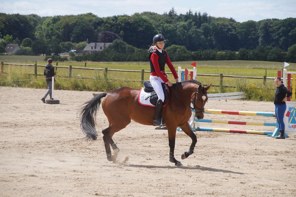 Dansk Varmblod Hot casey p billede 19