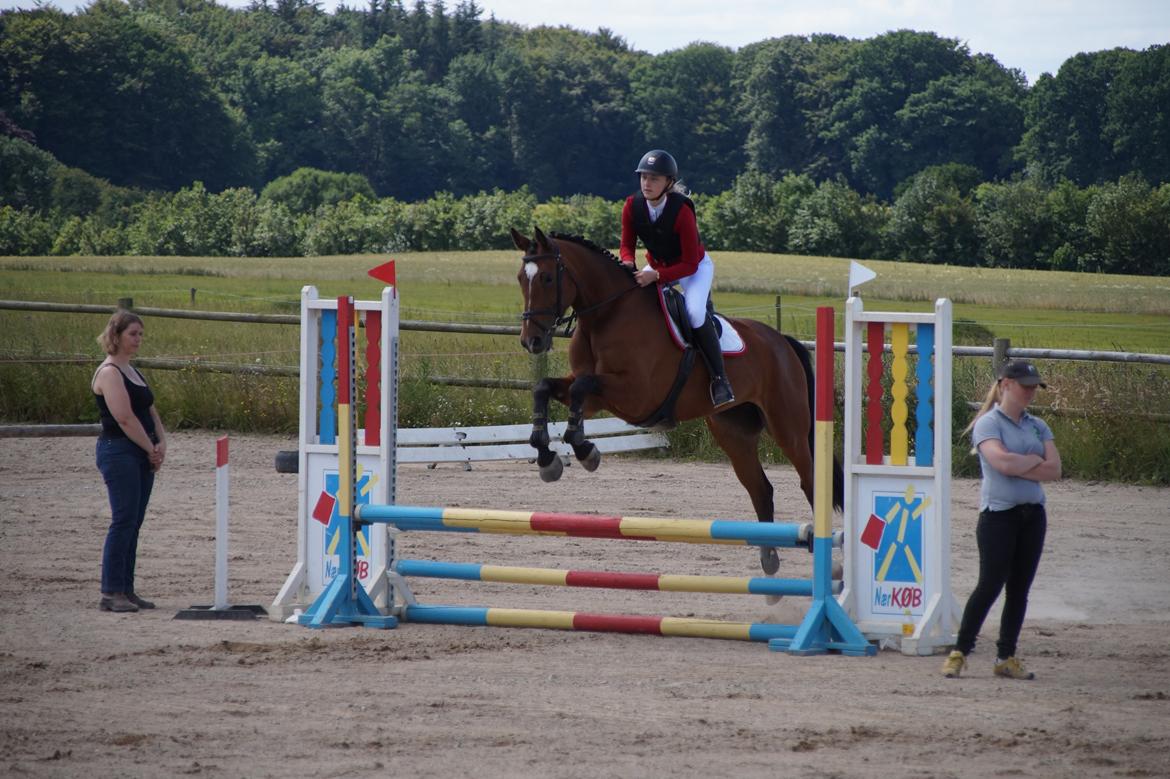 Dansk Varmblod Hot casey p billede 20