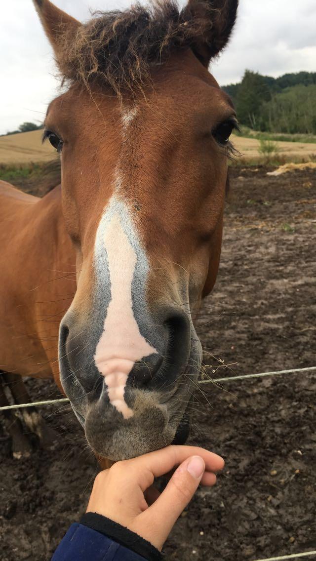 New Forest Poppelgårdens L'uno (aka Luno) [lånehest] billede 8