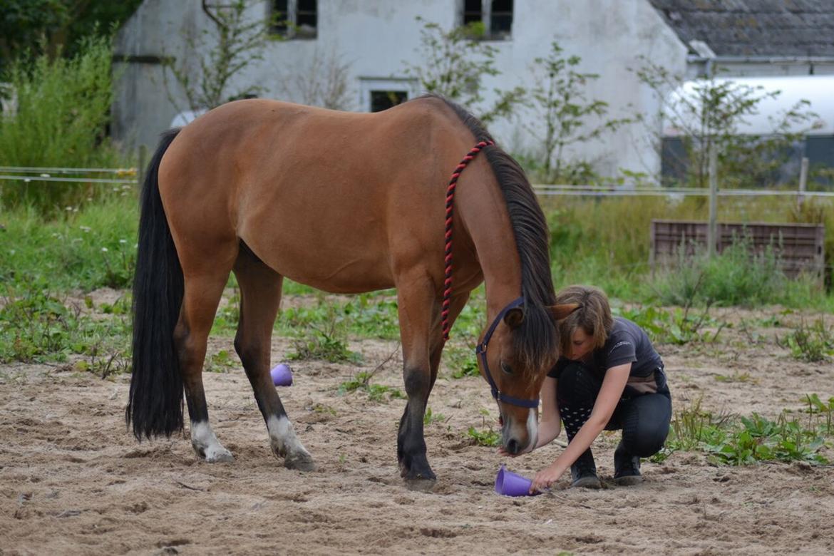 New Forest Poppelgårdens L'uno (aka Luno) [lånehest] - Target træning hos Camilla billede 4