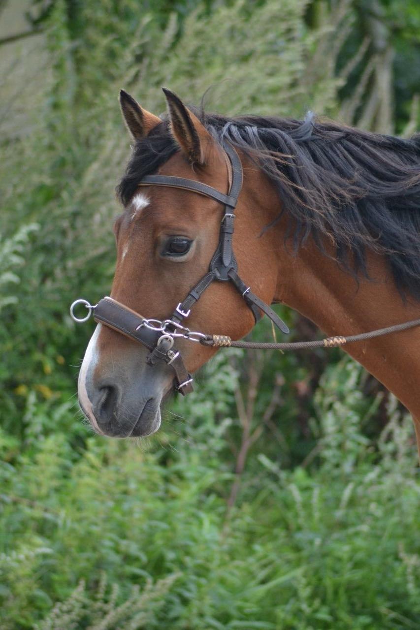 New Forest Poppelgårdens L'uno (aka Luno) [lånehest] billede 3