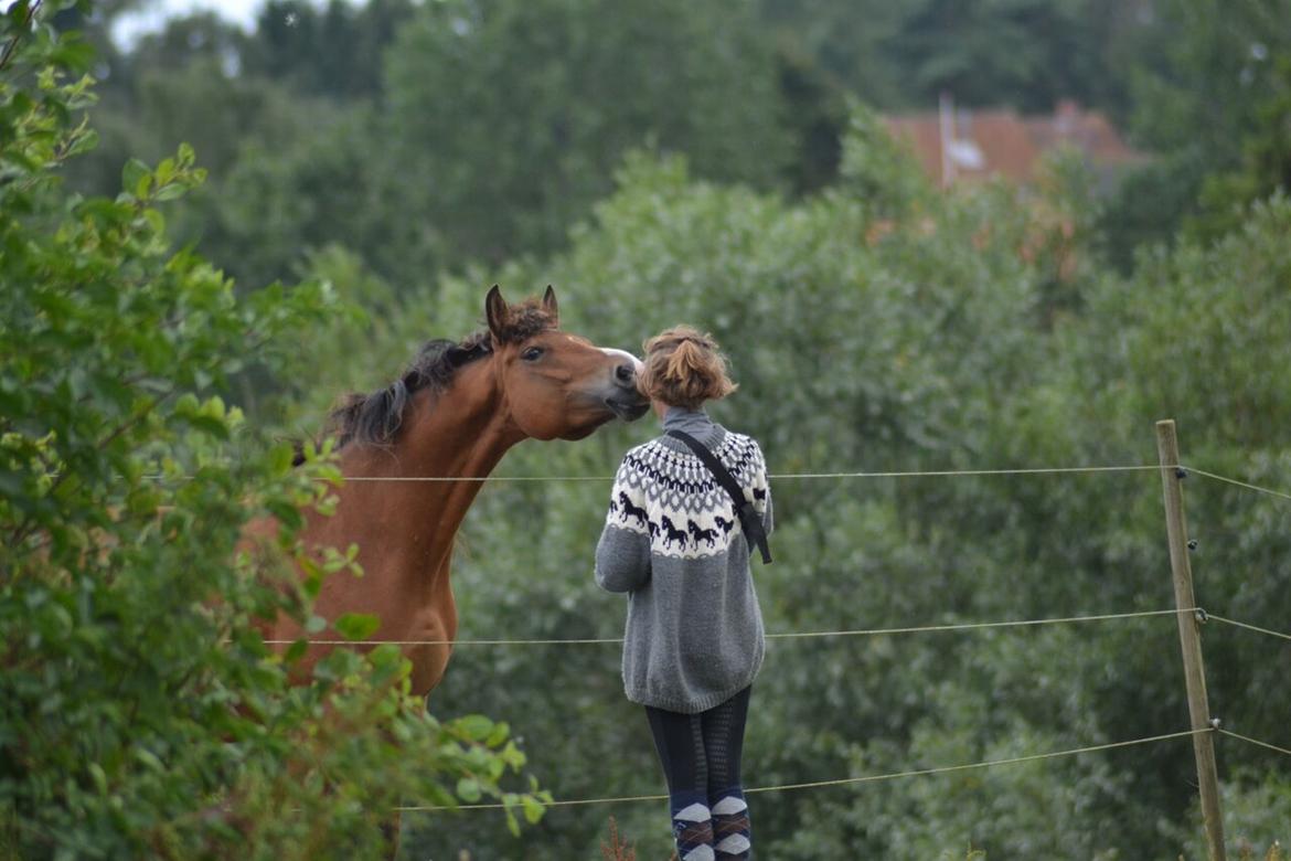 New Forest Poppelgårdens L'uno (aka Luno) [lånehest] billede 6