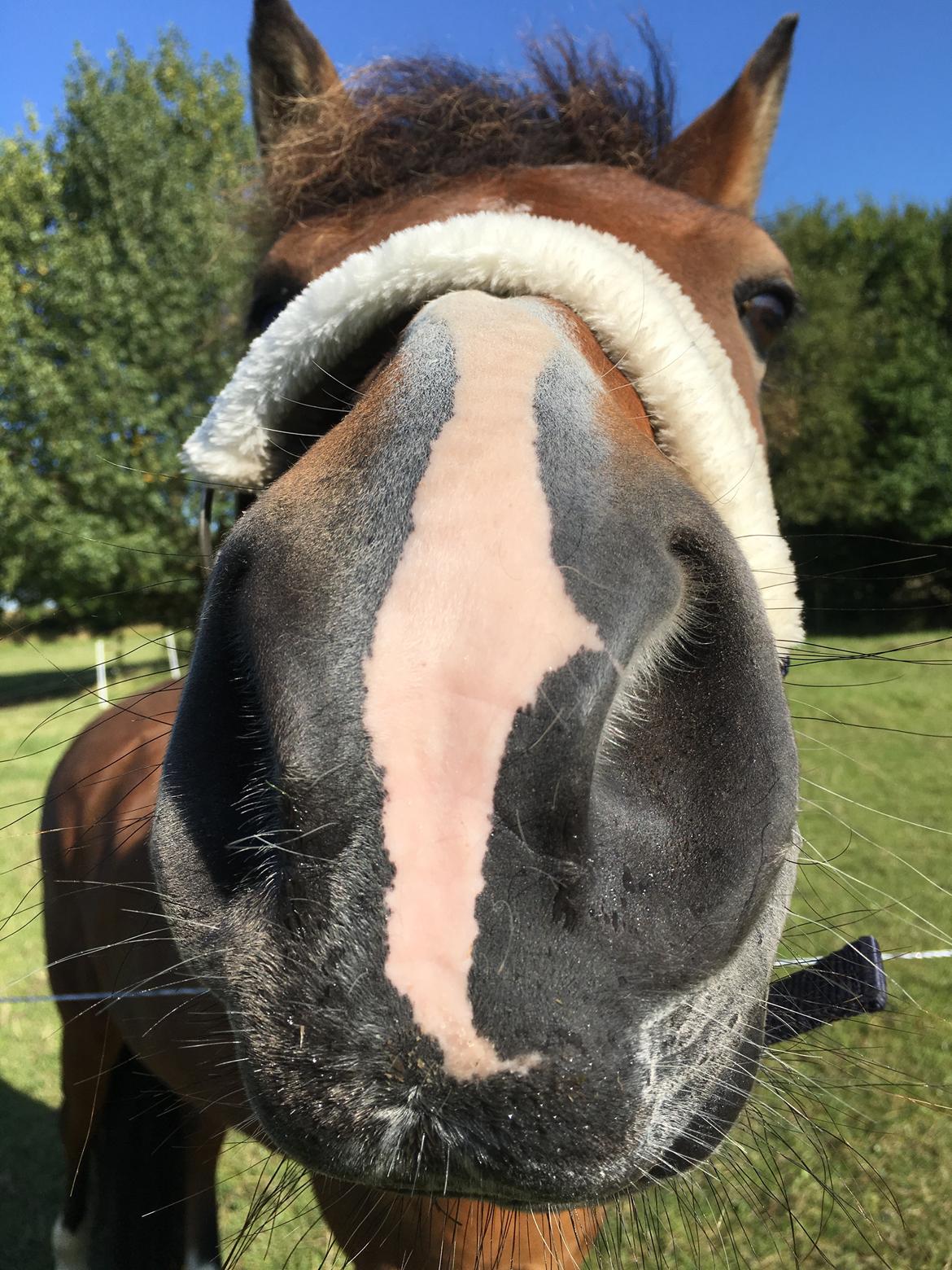 New Forest Poppelgårdens L'uno (aka Luno) [lånehest] - Snudebillede billede 5