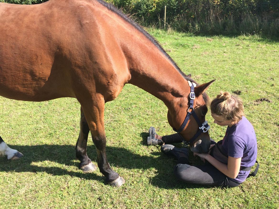 New Forest Poppelgårdens L'uno (aka Luno) [lånehest] billede 7