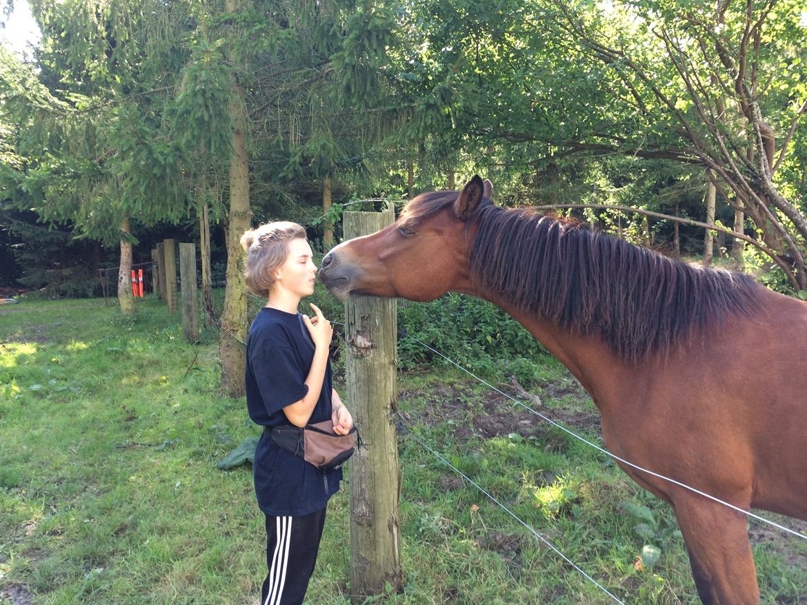 New Forest Poppelgårdens L'uno (aka Luno) [lånehest] billede 9