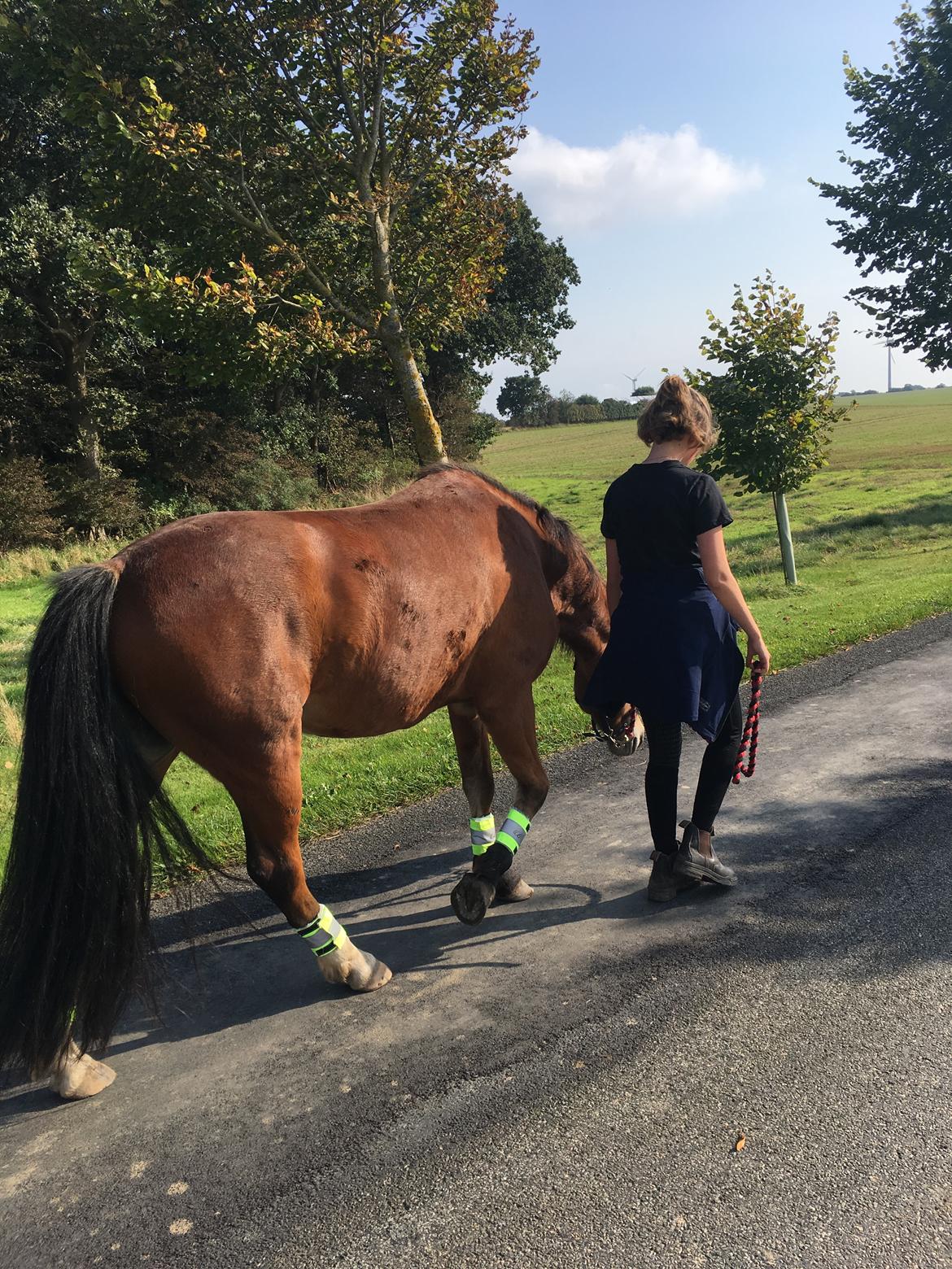 New Forest Poppelgårdens L'uno (aka Luno) [lånehest] billede 10