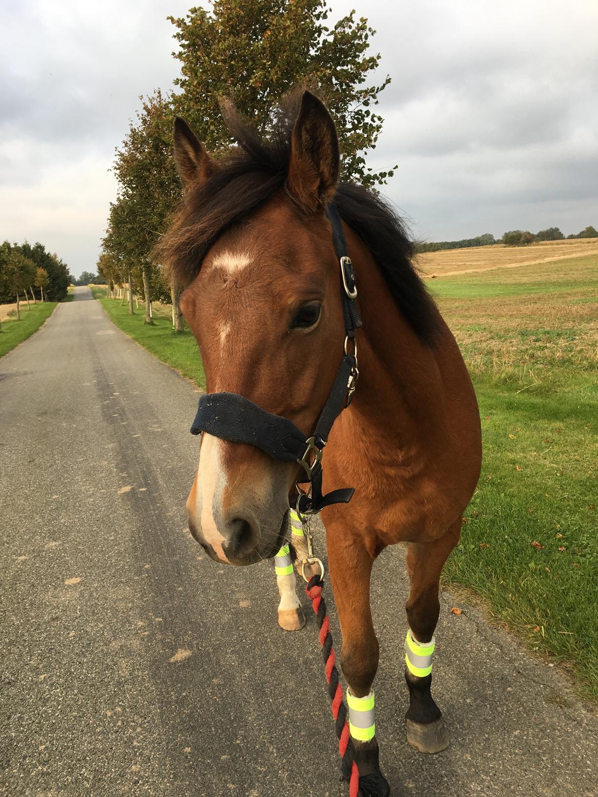 New Forest Poppelgårdens L'uno (aka Luno) [lånehest] - På gåtur iført sine flotte reflekser billede 11