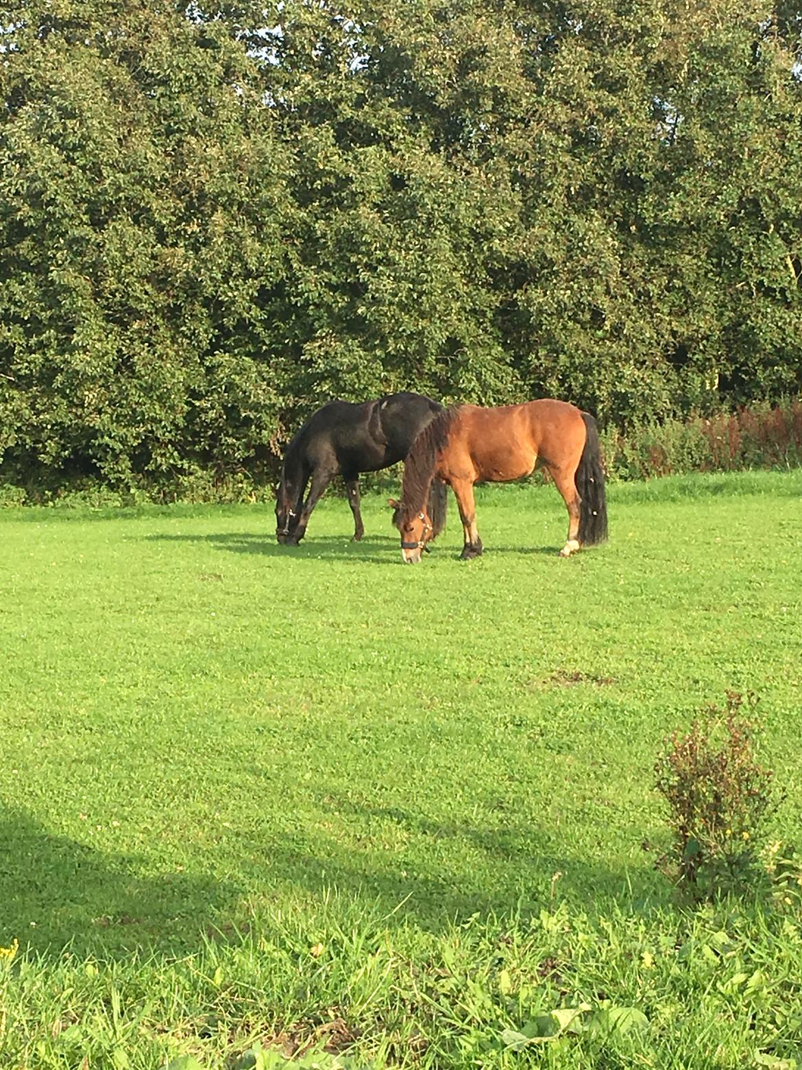 New Forest Poppelgårdens L'uno (aka Luno) [lånehest] - Luno og hans søde kæreste Disa <3 billede 12