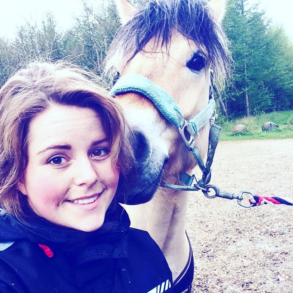 Fjordhest Apollo billede 2