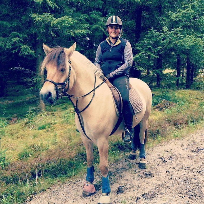 Fjordhest Apollo billede 1