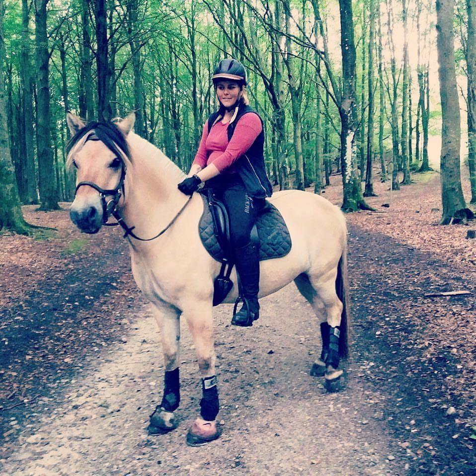 Fjordhest Apollo billede 3