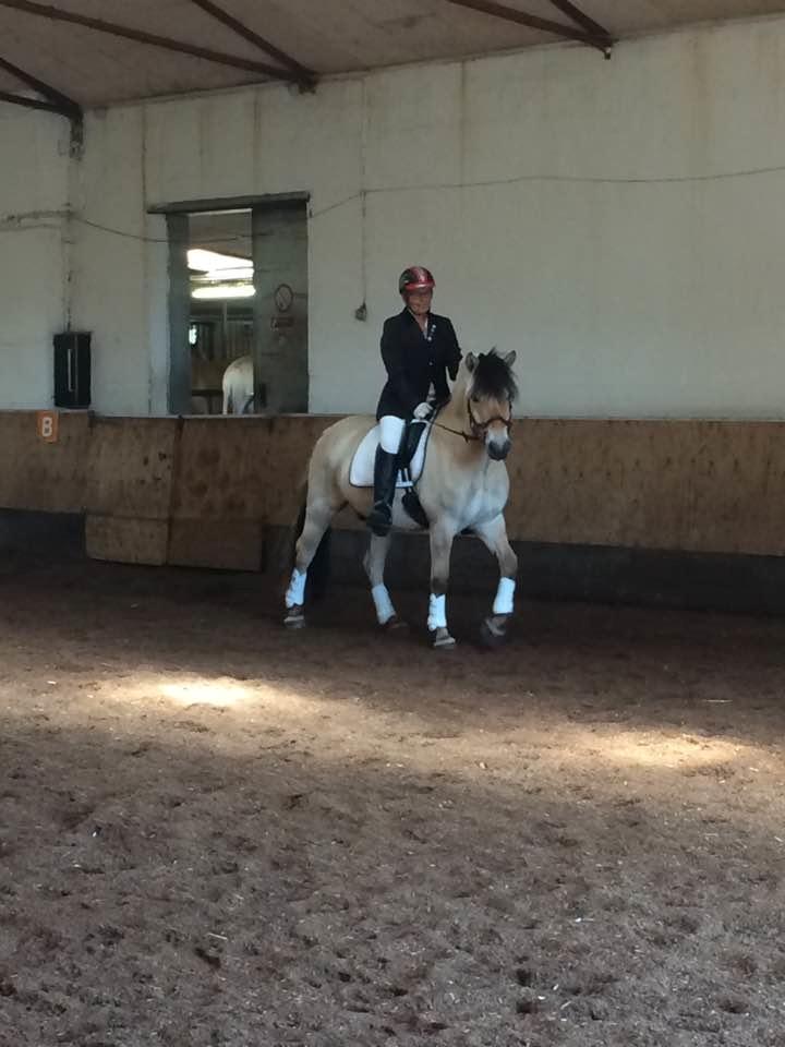 Fjordhest Apollo billede 4