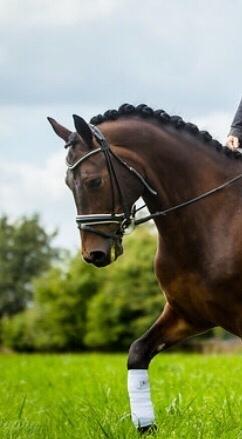 Connemara Egevangens Bailey billede 7