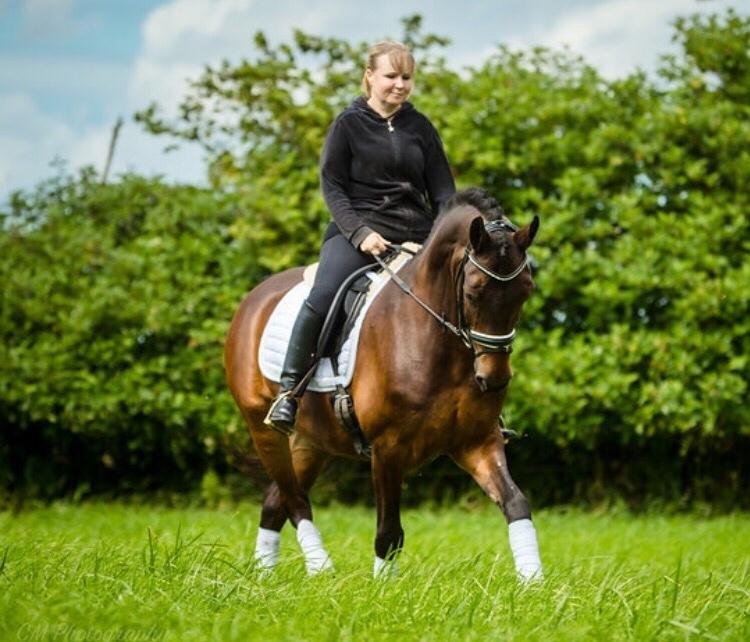 Connemara Egevangens Bailey billede 17