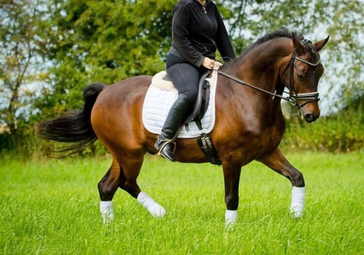 Connemara Egevangens Bailey billede 5