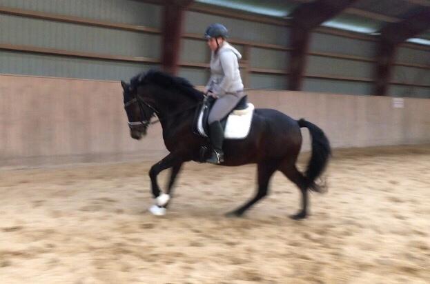 Connemara Egevangens Bailey billede 4