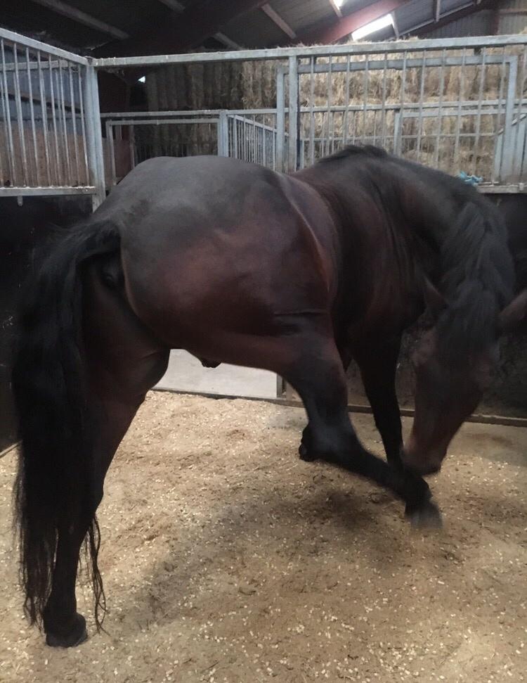 Connemara Egevangens Bailey billede 23