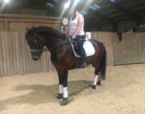 Connemara Egevangens Bailey billede 14