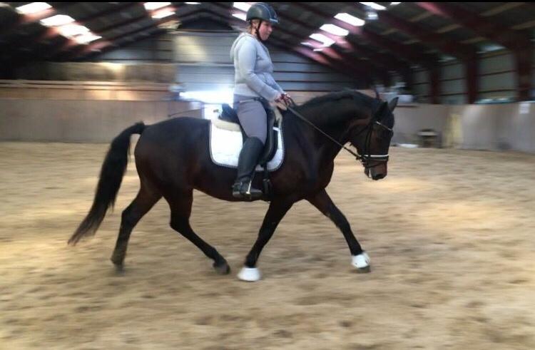 Connemara Egevangens Bailey billede 27