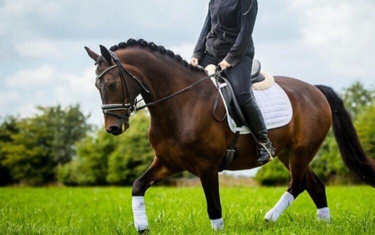 Connemara Egevangens Bailey billede 28