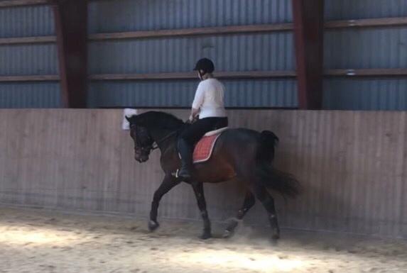 Connemara Egevangens Bailey billede 18