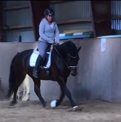 Connemara Egevangens Bailey billede 29