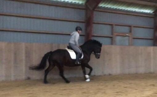 Connemara Egevangens Bailey billede 22