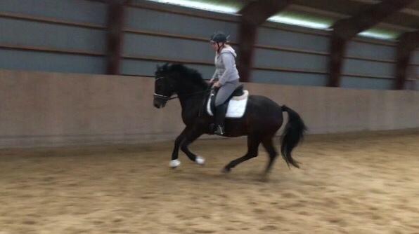 Connemara Egevangens Bailey billede 20