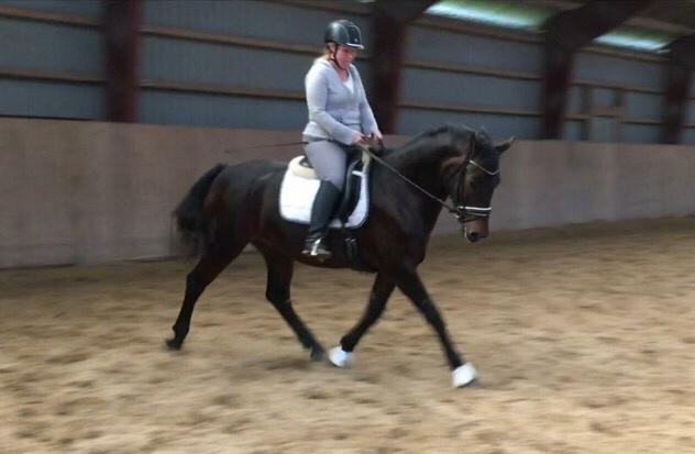 Connemara Egevangens Bailey billede 12