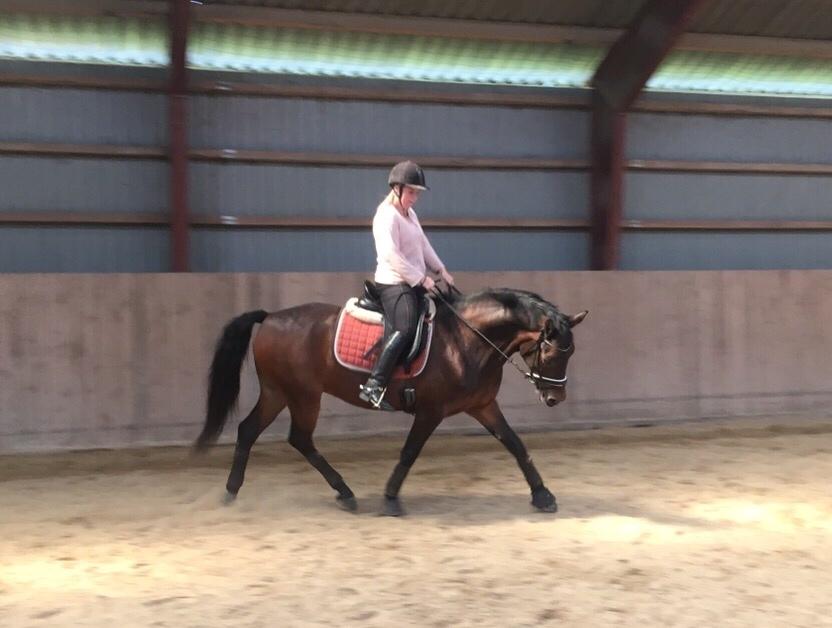 Connemara Egevangens Bailey billede 16