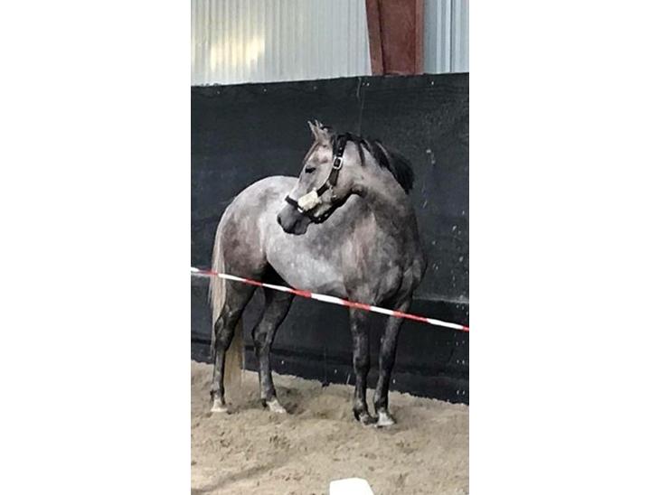 {{currentPhoto.altText}} billede {{currentPhoto.number}}