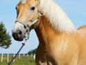 Tyroler Haflinger Monnick af mosegaarden