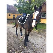 Fuldblod (XX) Starlight's Olli 