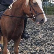 Islænder FRIGG fra TEGLBRÆNDERGÅRD