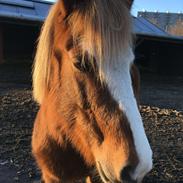 Islænder FRIGG fra TEGLBRÆNDERGÅRD