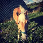 Haflinger Ålebækgaard Winaro