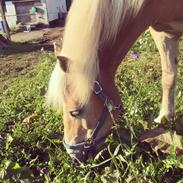 Haflinger Ålebækgaard Winaro