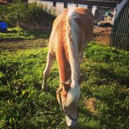 Haflinger Ålebækgaard Winaro