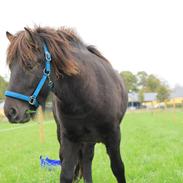Islænder Ljósljelska Smári fra Skelgaarden