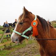 Irish Cob Lenders Winzent of Ireland